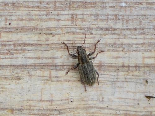 Sitona sp.